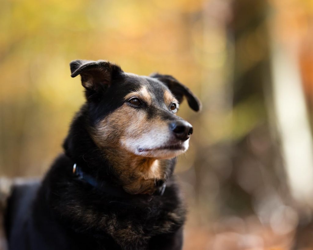 Hund aus dem Tierschutz schaut entspannt
