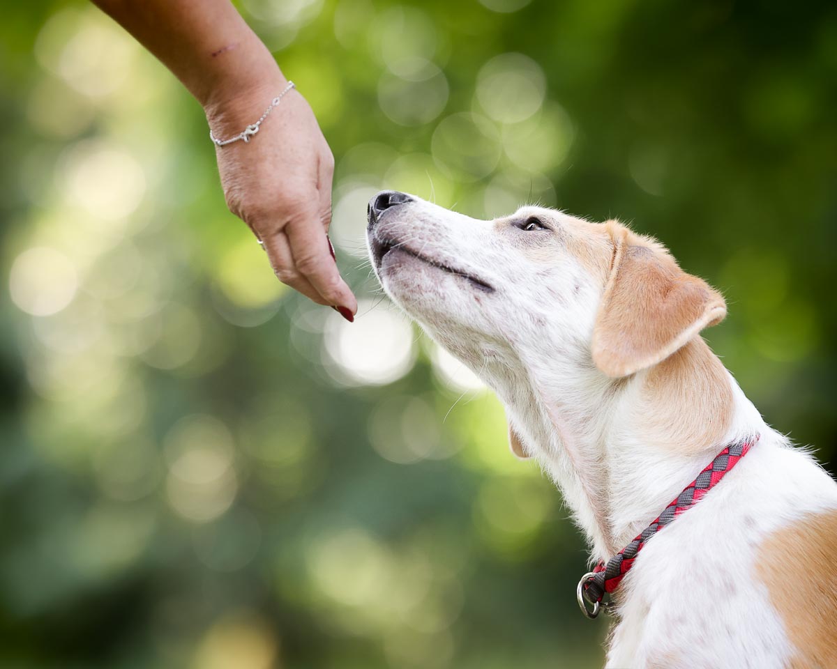Tierschutzhund aus Rumänien streckt den Kopf zum Besitzer