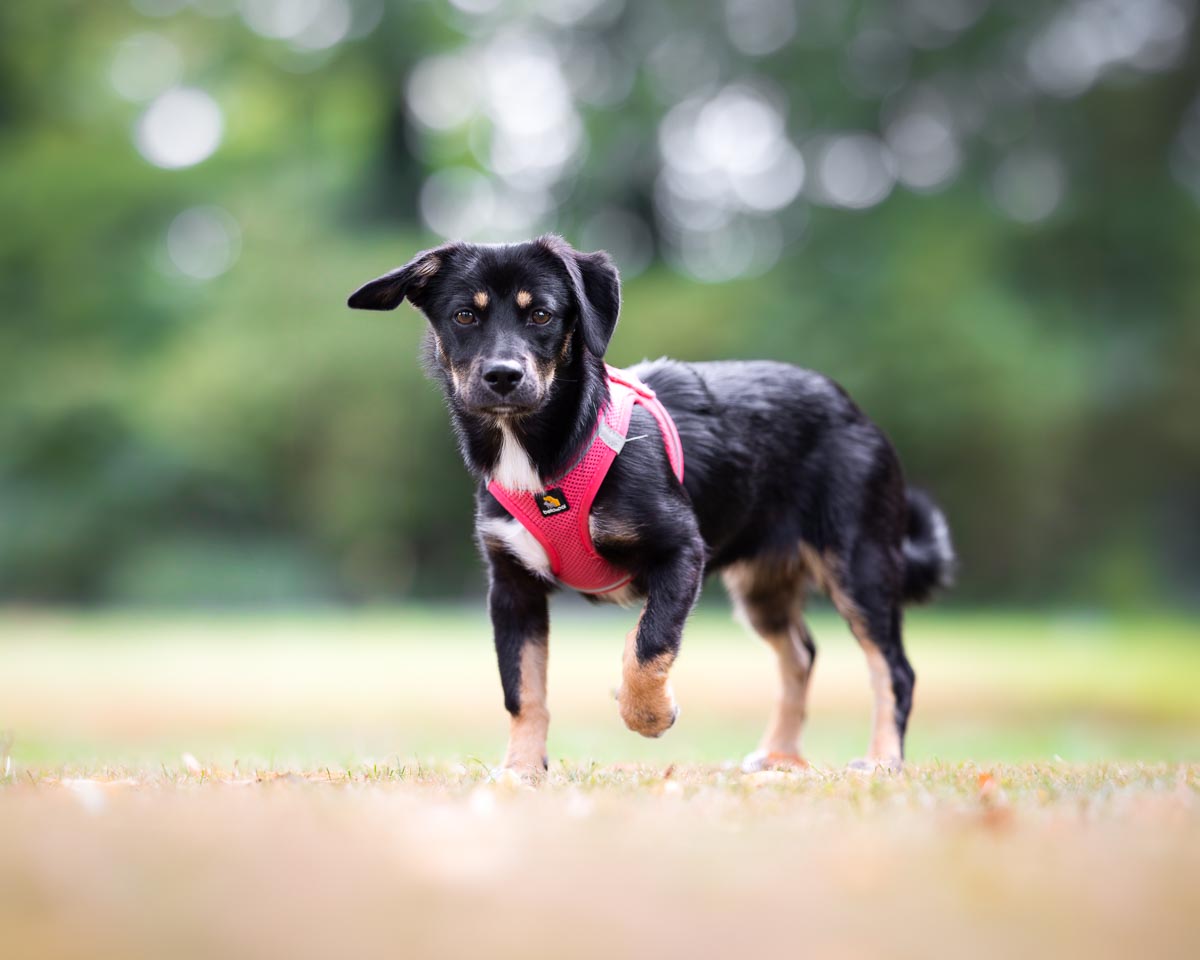 Kleiner Tierschutzhund schaut in die Kamera