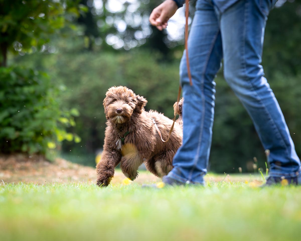 Labradoodle läuft auf seinen Besitzer zu