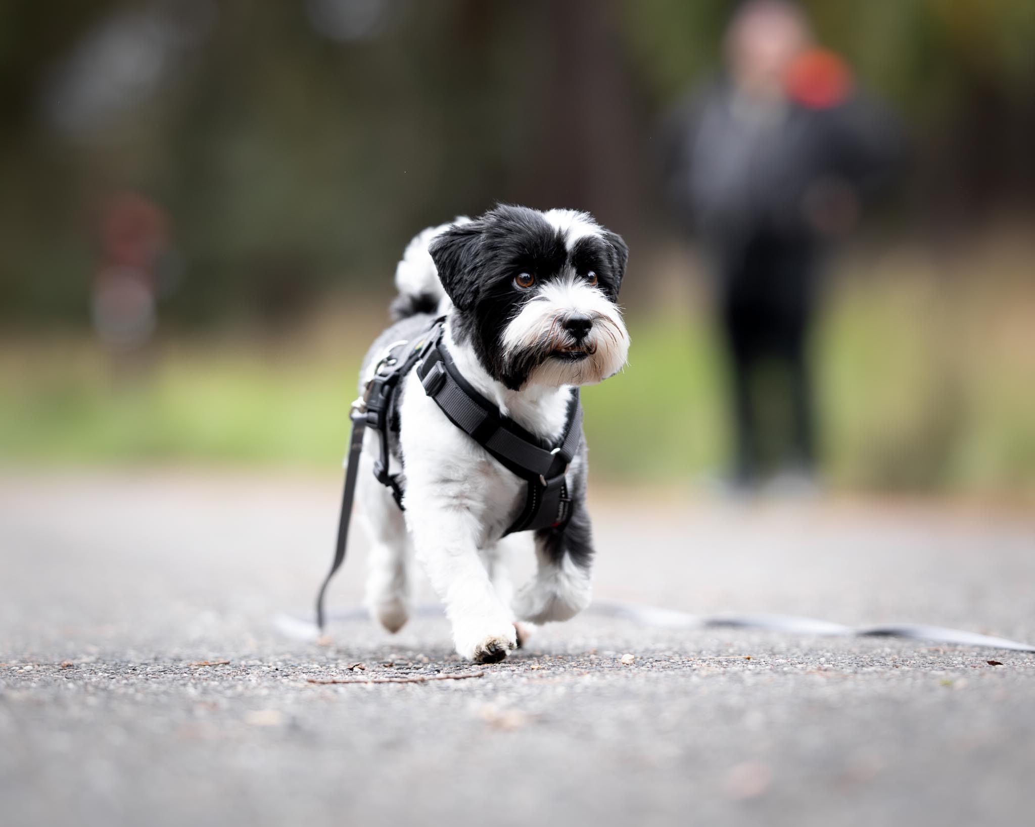 Kleiner Hund beim Rückruf