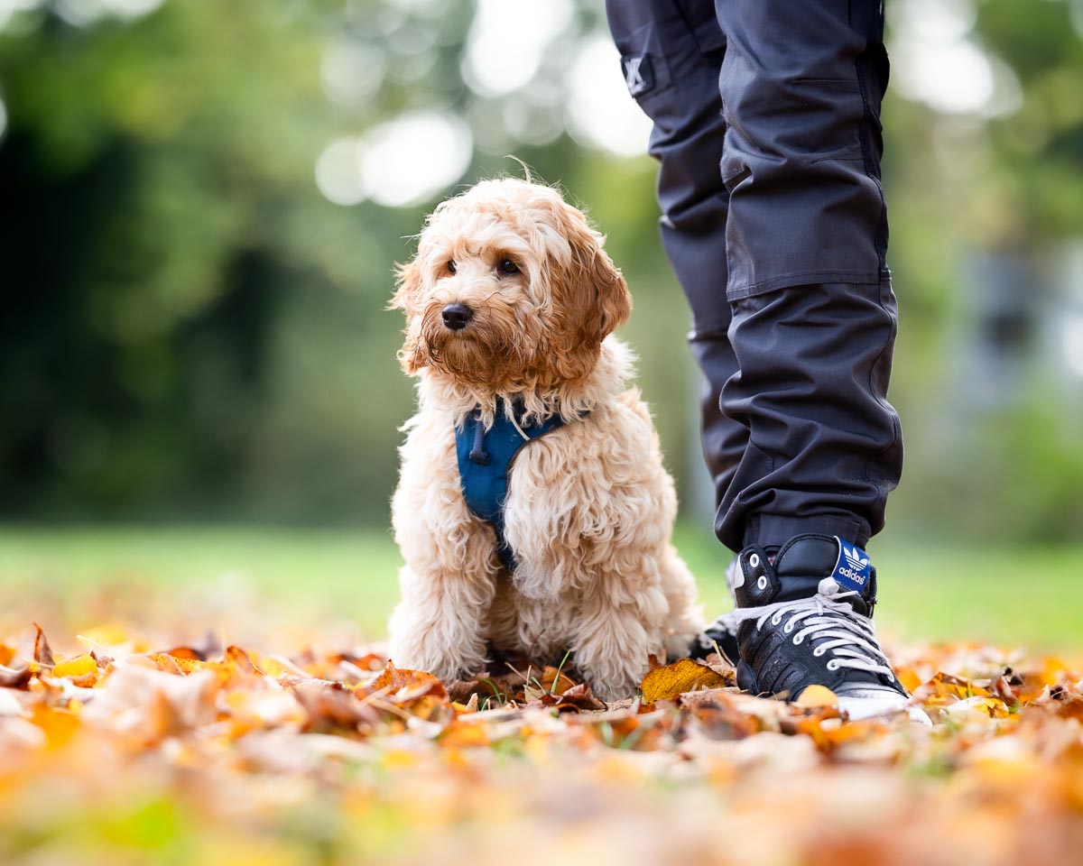 Welpe sitzt entspannt