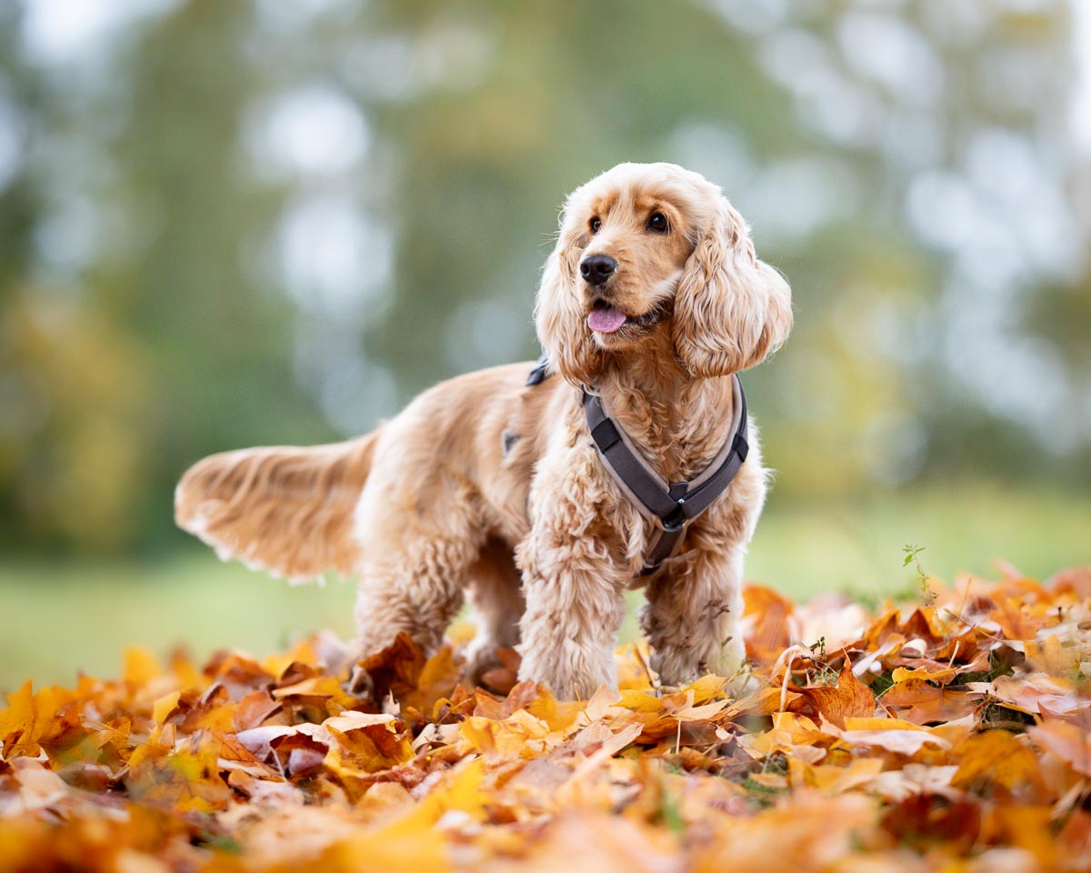 Cocker Spaniel in der Hundeschule