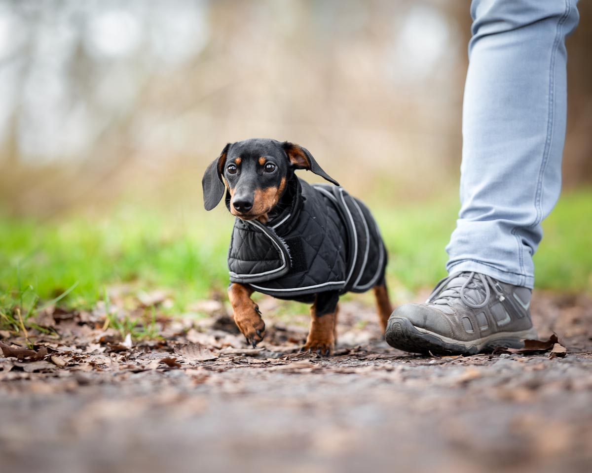 Zwergdackel läuft neben seinem Menschen