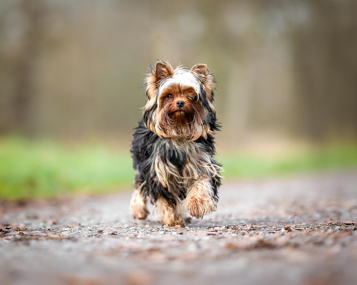 Yorkshire Terrier läuft freudig zu seinem Menschen