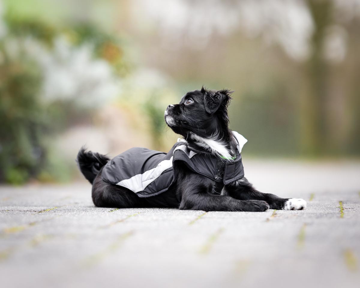 Mops liegt auf dem Boden
